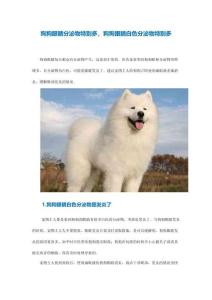 狗狗眼睛分泌物特别多狗狗眼睛白色分泌物特别多