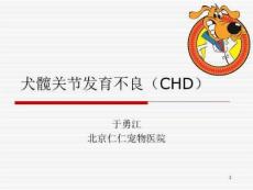 犬髋关节发育不良