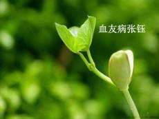 血友病张钰