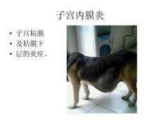 患犬子宫内膜炎