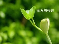 血友病张钰