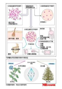 腫瘤化療的藥理作用和不良反應(yīng) 有絲分裂抑制劑