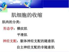 肌肉收缩ppt课件