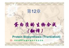 《生物化学》课程教学课件 第十二章 蛋白质生物合成(130P)
