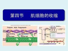 生理学肌肉收缩