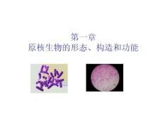 微生物2原核生物