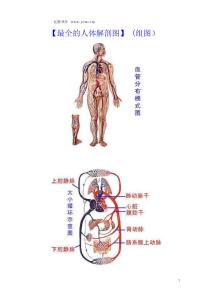最全的人體解剖圖