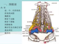 《头颈部解剖》课件