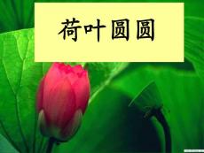 荷葉圓圓 上課用