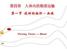 第一节　流动的组织──血液
