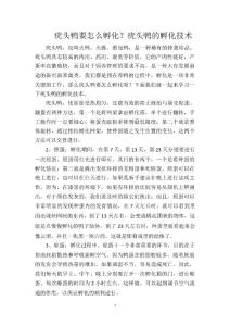 疣头鸭要怎么孵化？疣头鸭的孵化技术
