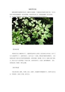 槭树黑痣病病虫害防治方法