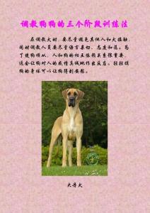 调教狗狗的三个阶段训练法