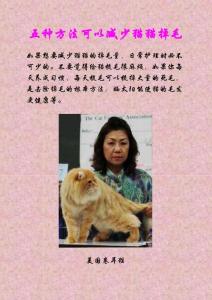 五种方法可以减少猫猫掉毛