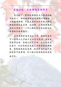 暑期必备！五款狗狗萌鞋推荐备
