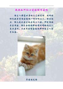 教你如何和心爱的猫咪亲吻