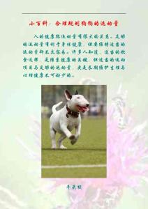 小百科：合理规划狗狗的运动量