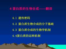 蛋白質的生物合成——翻譯