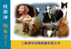 回肠炎.ppt