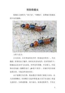 预防隐翅虫策略