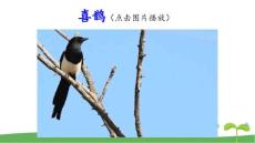 部編版二年級(jí)語文下9楓樹上的喜鵲課件