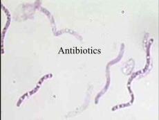 抗生素英文课件精品 Antibiotics(34p)