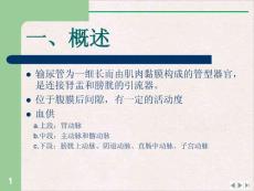 输尿管损伤ppt课件