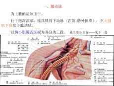 四肢动脉课件