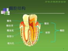 牙体牙髓病学试验开髓术牙体牙髓病学试验课件