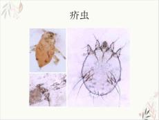 皮肤性病学动物性皮肤病 ppt课件