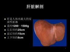 肝脓肿病理ppt课件