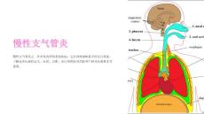 《慢性支气管炎》课件