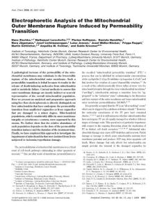 Electrophoretic Analysis of the Mitochondrial Outer Membrane Rupture Induced by Permeability Transition