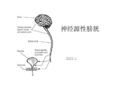 神经源性膀胱