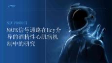 MAPK信号通路在Hcy介导的酒精性心肌病机制中的研究