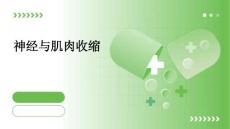 神经与肌肉收缩PPT