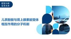 儿茶酚胺与肾上腺素能受体相互作用的分子机制
