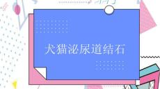 犬猫泌尿道结石