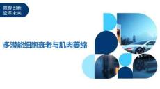 多潜能细胞衰老与肌肉萎缩