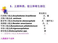 钩虫与钩虫病ppt课件精选.pptx