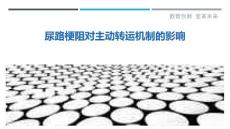 尿路梗阻对主动转运机制的影响