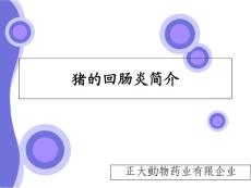 猪回肠炎猪回肠炎
