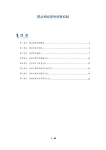 臂丛神经损伤修复机制