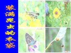 苏教版五年级上《装满昆虫的衣袋》.ppt