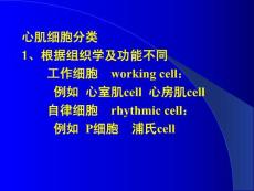 自律性autorhythmicity传导性conductivity