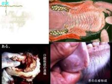 牛丘疹性口炎