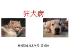 狂犬病【15页】