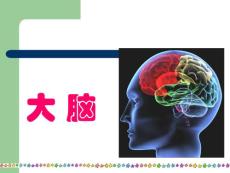 《大腦》課件