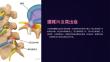 《腰椎间盘突出》课件