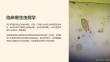 《临床寄生虫病》课件